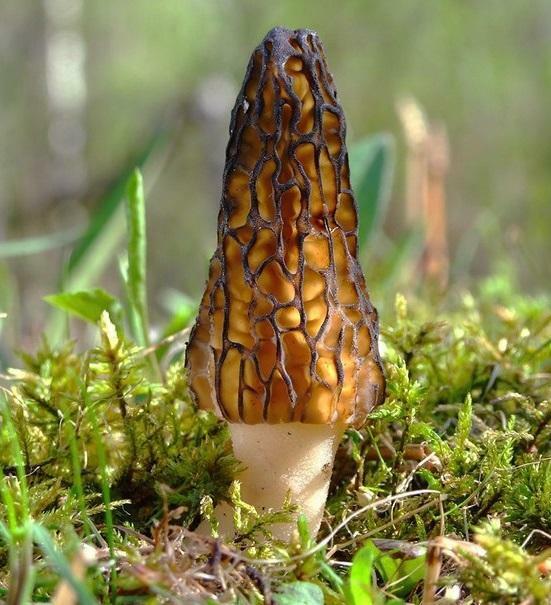 Seeds Mushroom Morel Conical Mycelium Spawn Grow Kit Dried Spores Organic