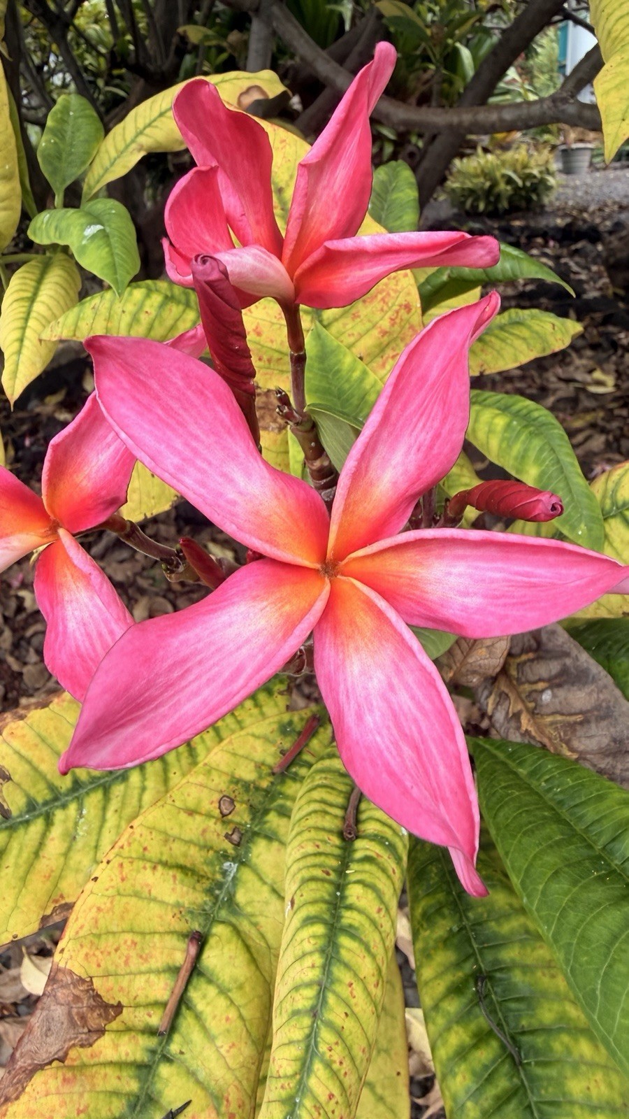 20 Plumeria cuttings, unrooted, grown in Big Island Hawaii 8”-10” Live Cuttings