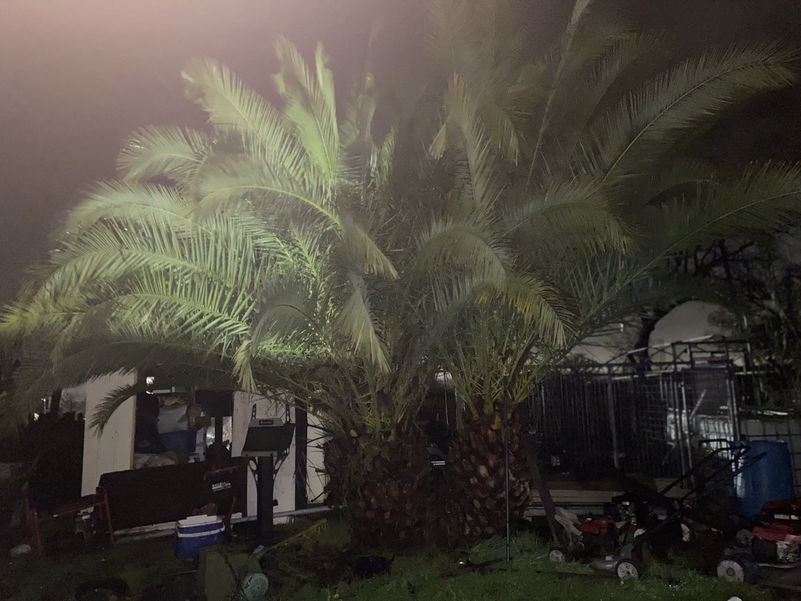 2 Pineapple Palm One Male And The Other Female Both Are 17”tall And25 Years Old