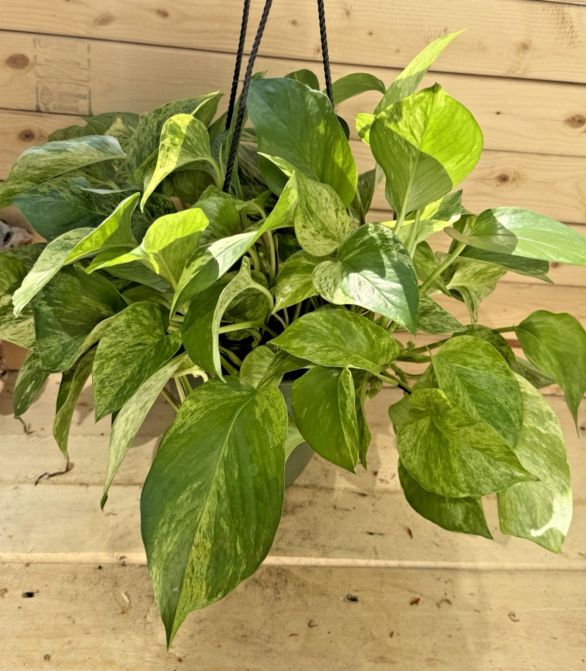 Marble Queen Pothos 3 Cuttings – Rooting in Moss Gorgeous Variegation