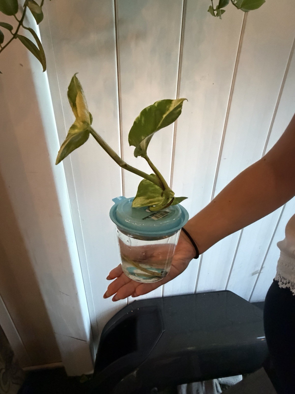 Giant Variegated Golden Hawaiian Pothos Hydroponic Started 2 Node 3 Leaf
