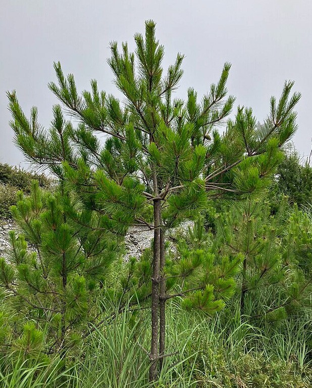 Pinus taiwanensis | Taiwan Red Pine | 10 Seeds