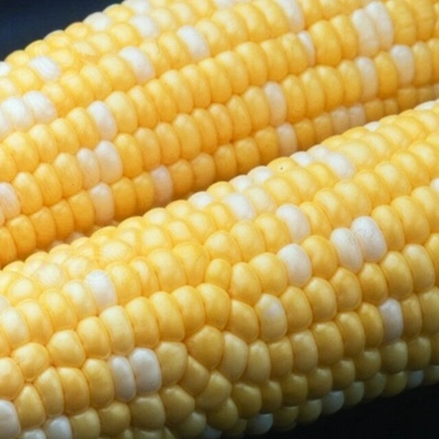 Peaches & Cream Sweet Corn Seeds Non-GMO 1/2 lb.