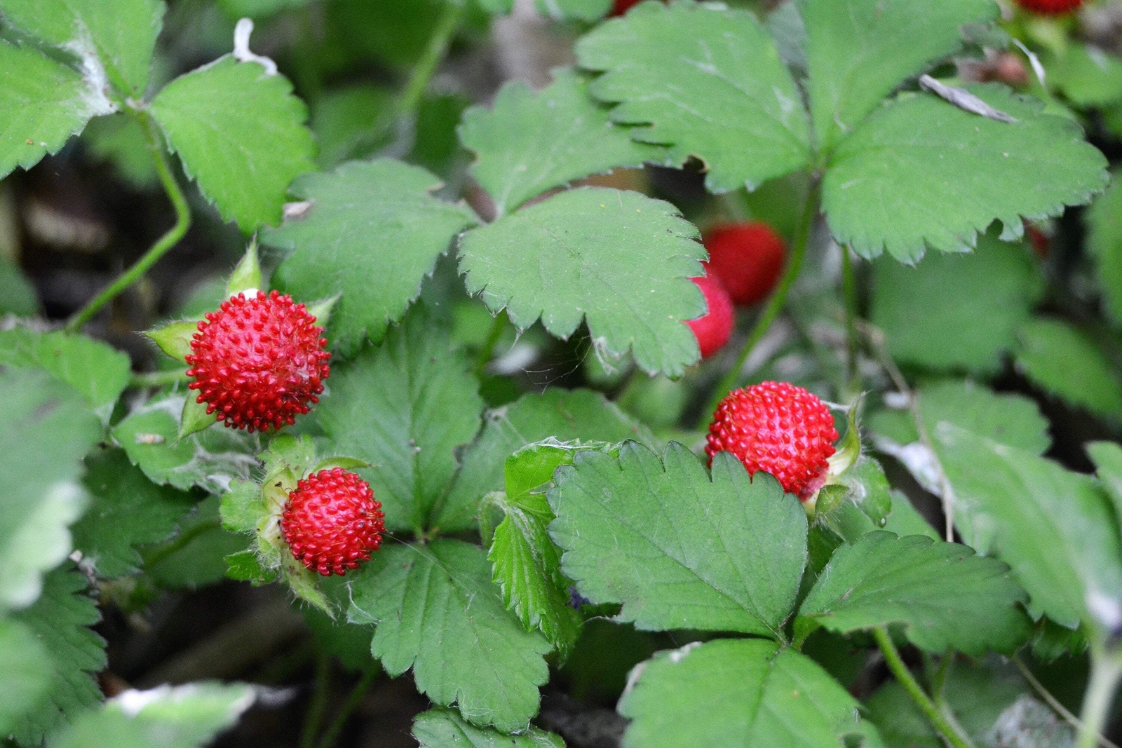 80 California WOODLAND STRAWBERRY Fragaria Vesca Bracteata Red Berry Fruit Seeds