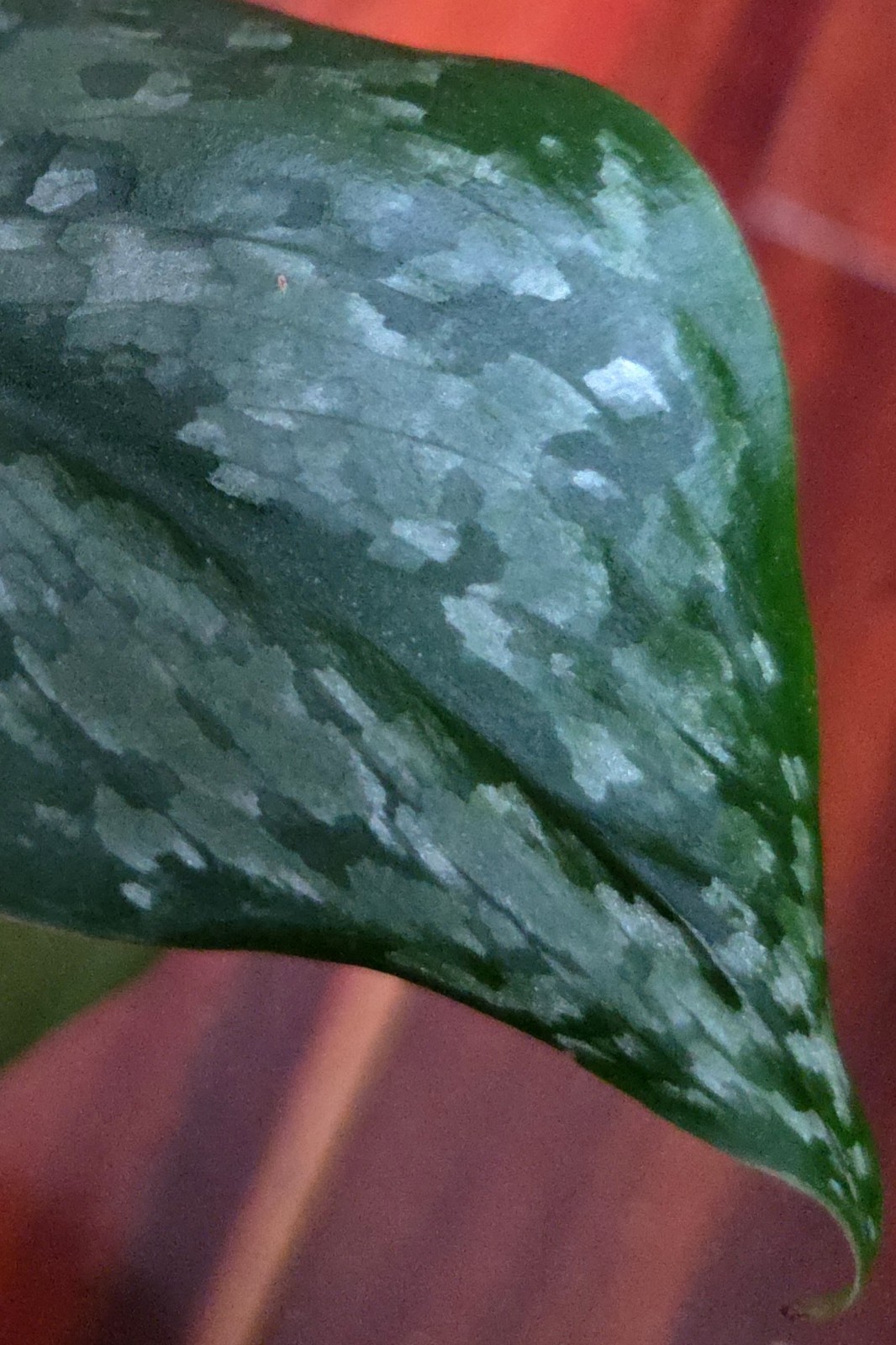 Rare Scindapsus Blue Splash 12″ Tall 2 Plants Aroid not Monstera Philodendron