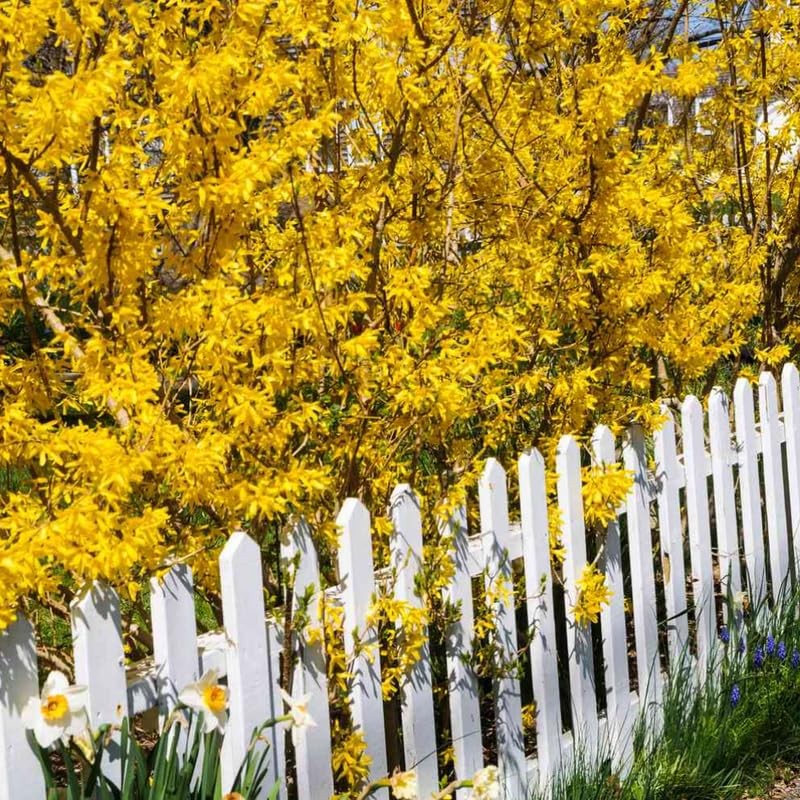Lynwood Gold Forsythia Bush Live Plants 6-13 Inch Tall, Yellow in Pot