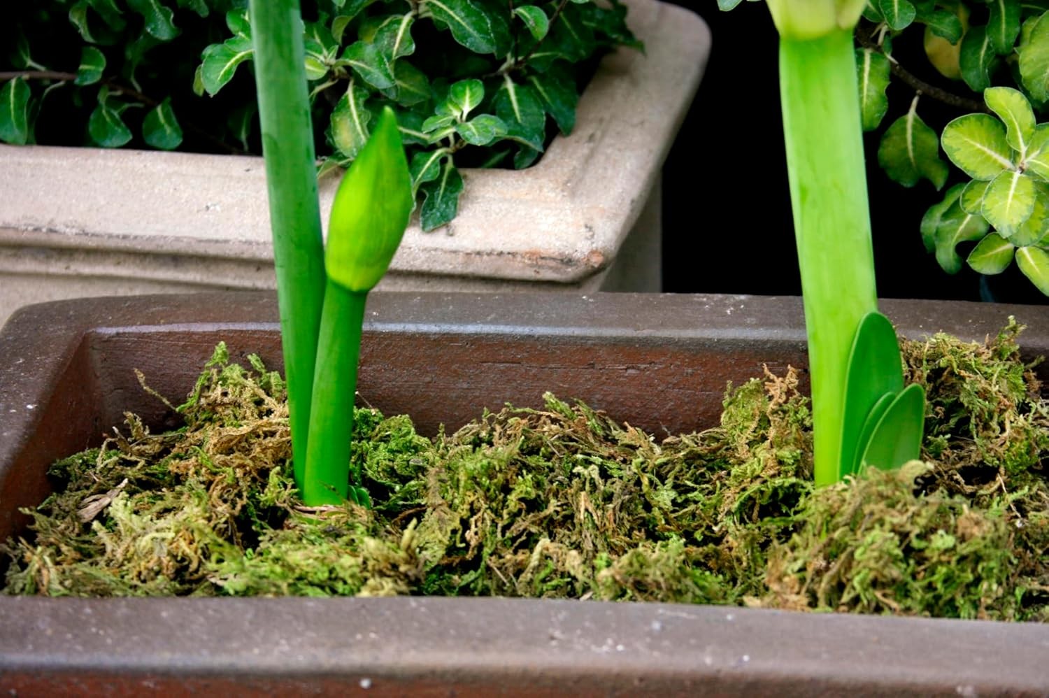 23820 Mountain Moss Green Sphagnum, Mini Bale, Natural Dried