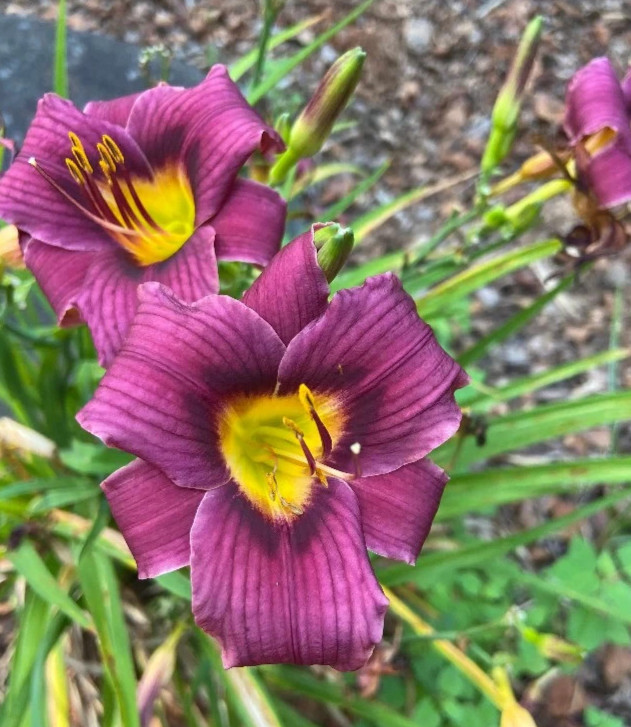 Hemerocallis ‘grape Magic ‘ Daylily one mature eyes, bareroot