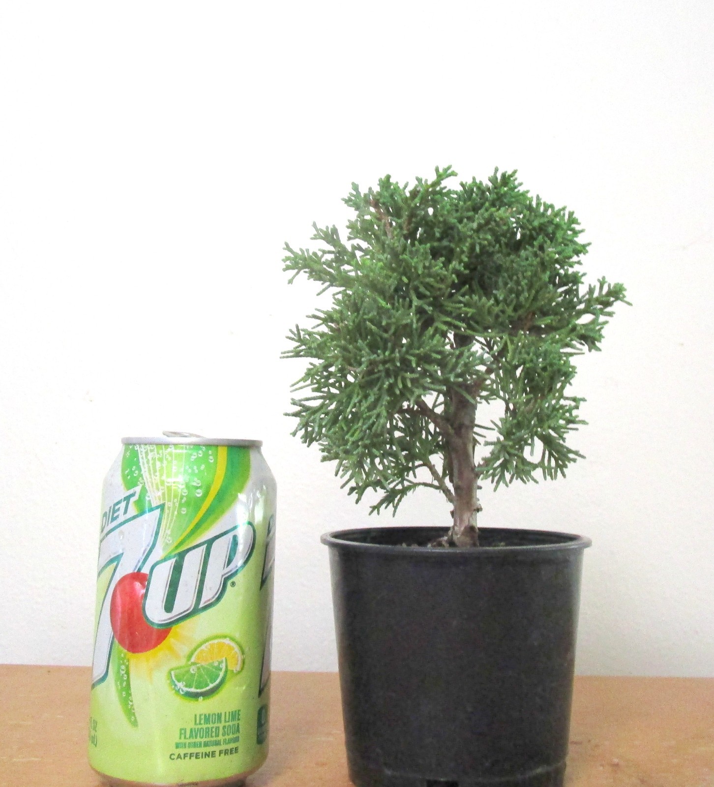 Chinese Juniper Shimpaku for shohin mame bonsai tree free shipping