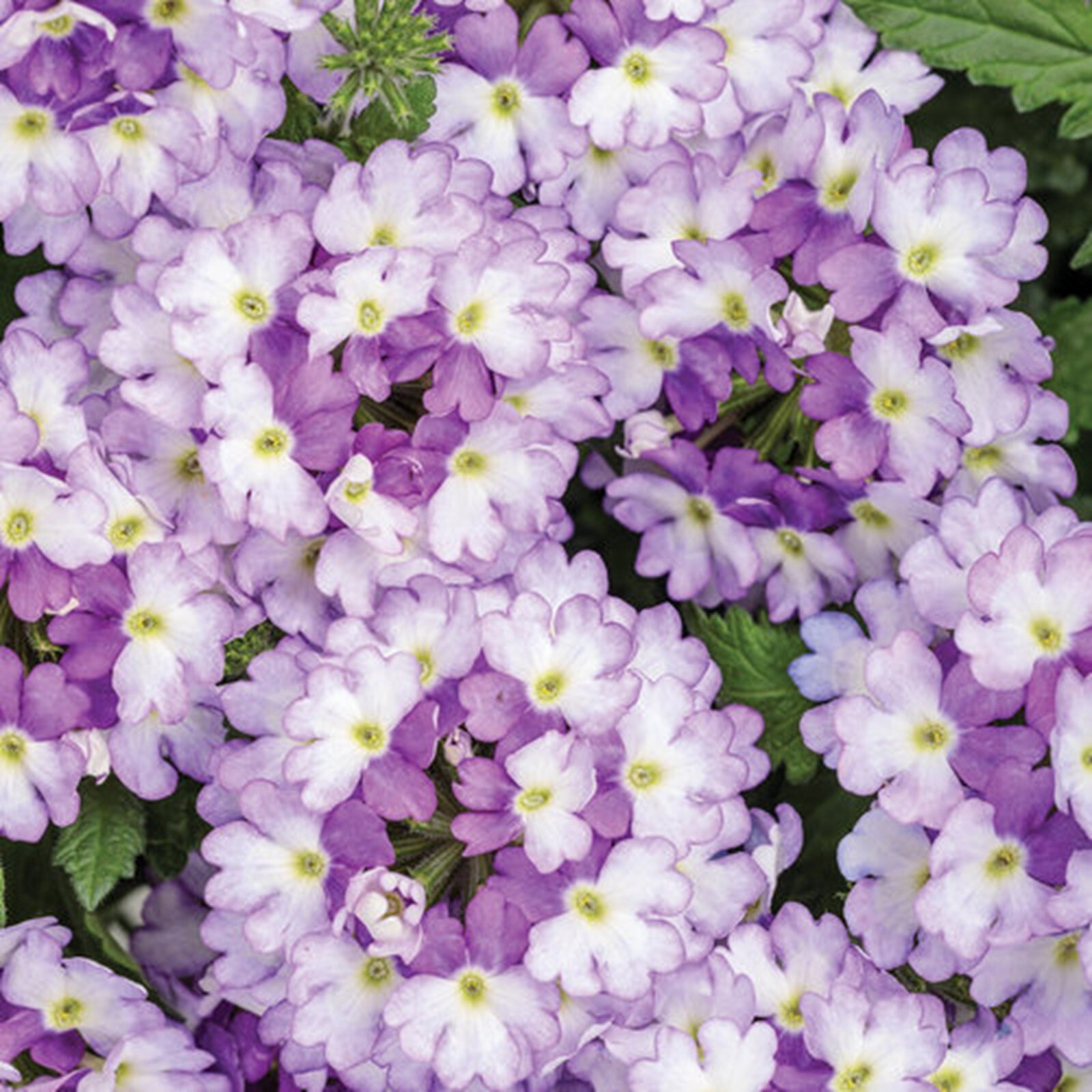 50 Sparkling Amethys Verbena Seeds Groundcover Tender Perennial Bees Seed Flower