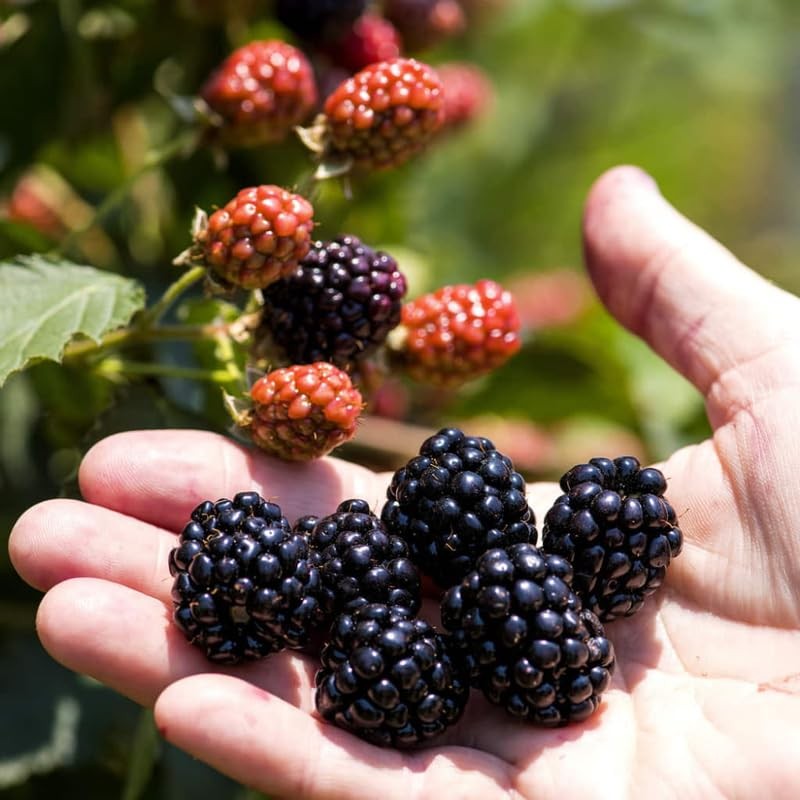 2 Ouachita BlackBerry Plants Live, 4-8 Inch Height, BlackBerry Bush Live Plant