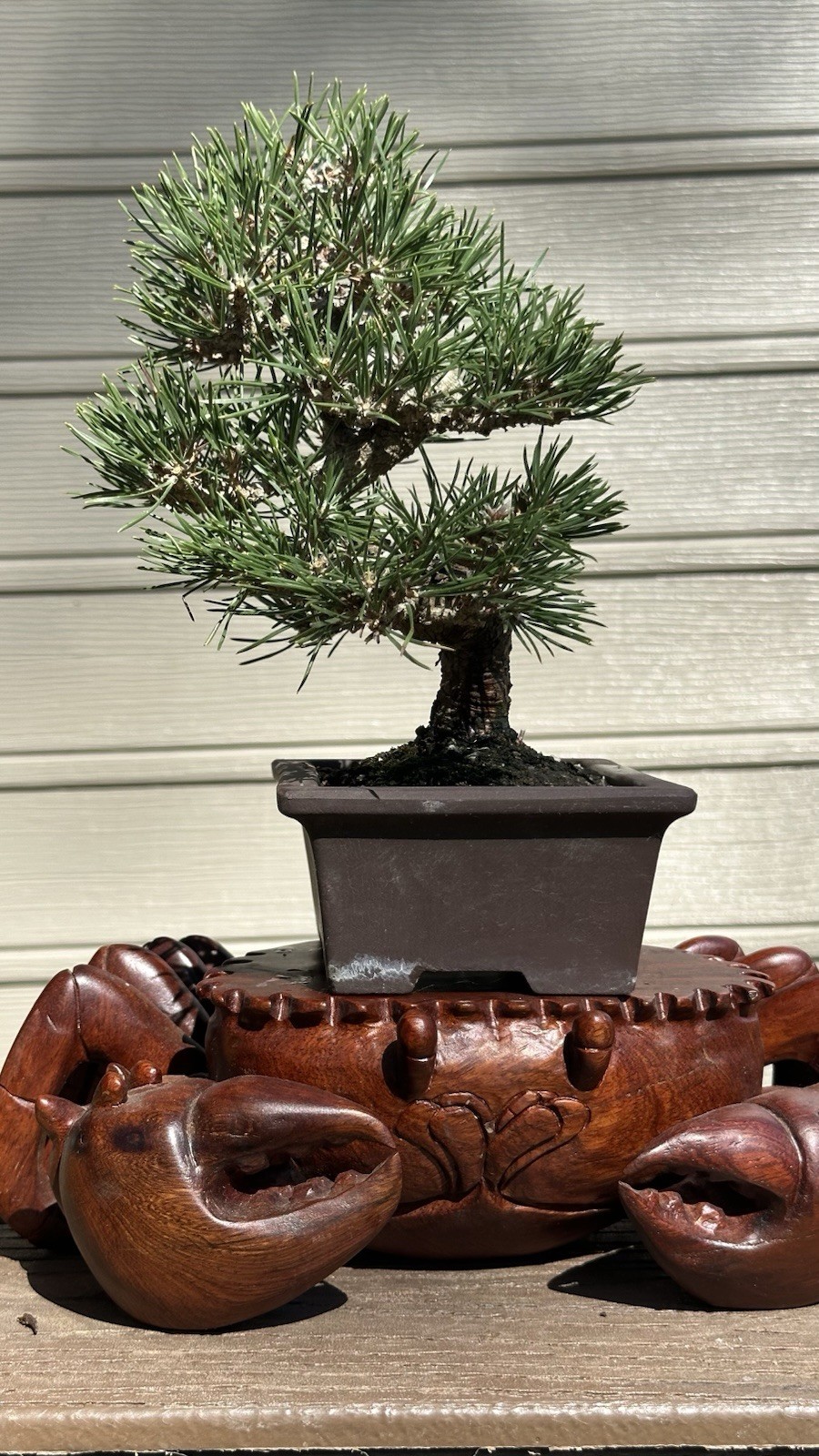 Japanese Shohin black Pine Informal Upright Style, 15 Year Old