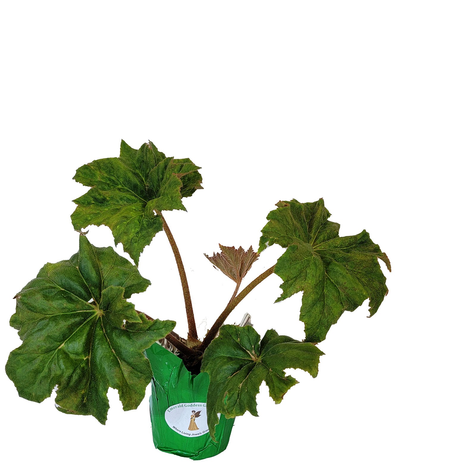 BEGONIA HERCULES heracleifolia Shade Garden Live Plant Huge Leaf Pink Flower