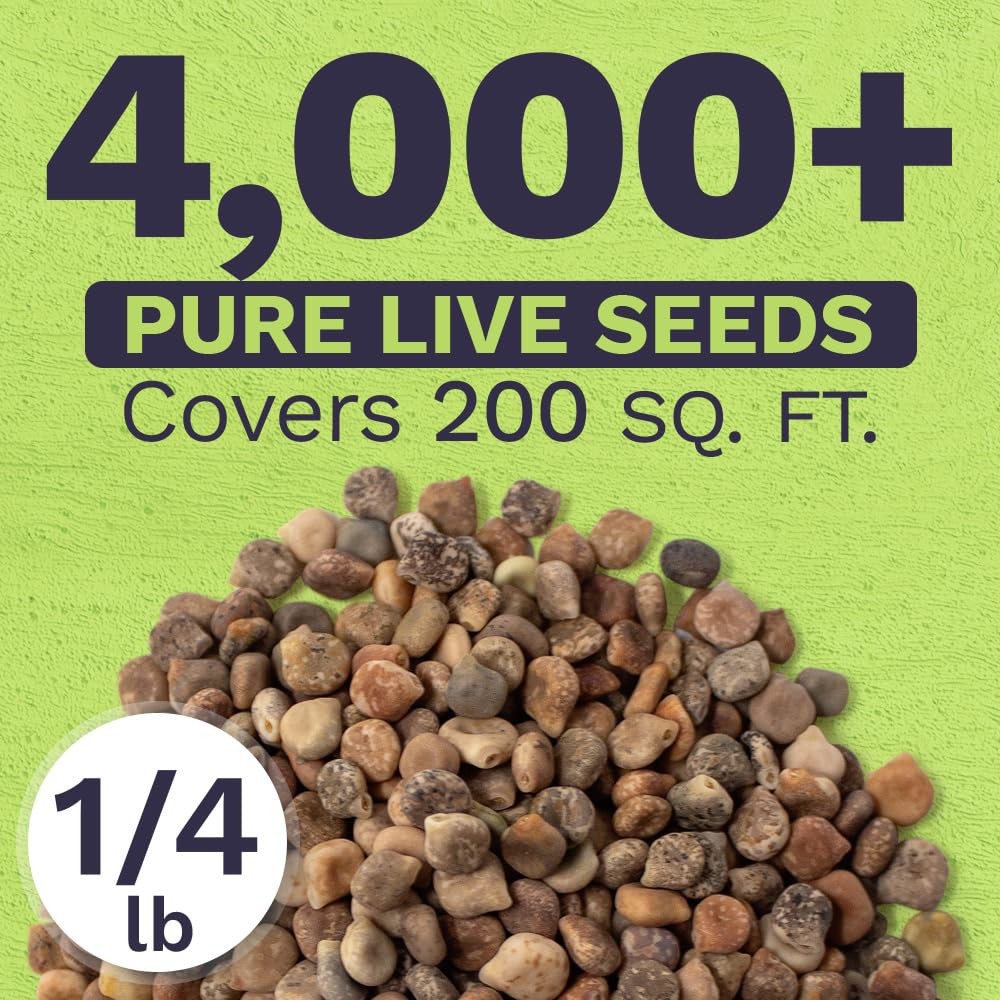 Texas Bluebonnet Wildflower Seeds – Bulk 1/4 Pound Bag – Over Pound, Blue