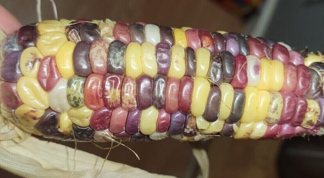 35+ ORGANIC Sweet Corn seeds Festivity USA-Grown NC. multicolor. Colored. Indian