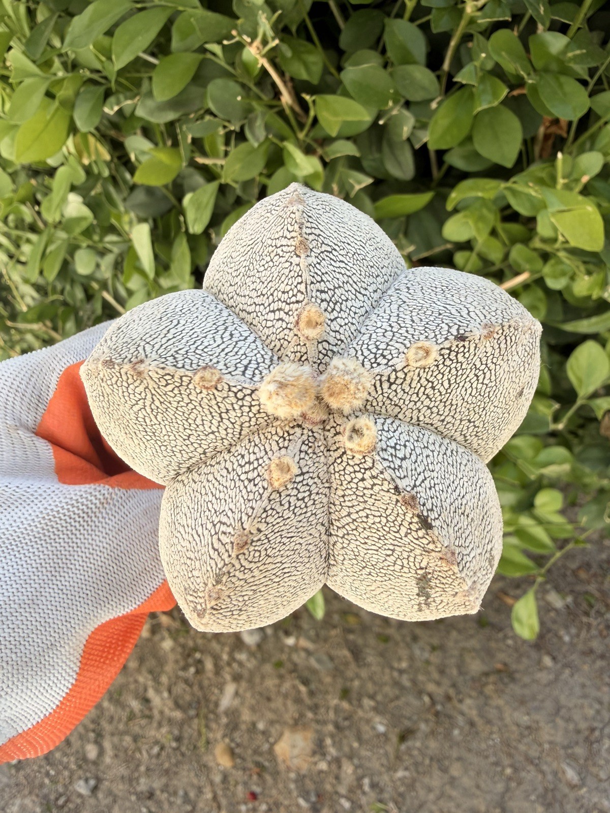 Rare Cactus Grafted