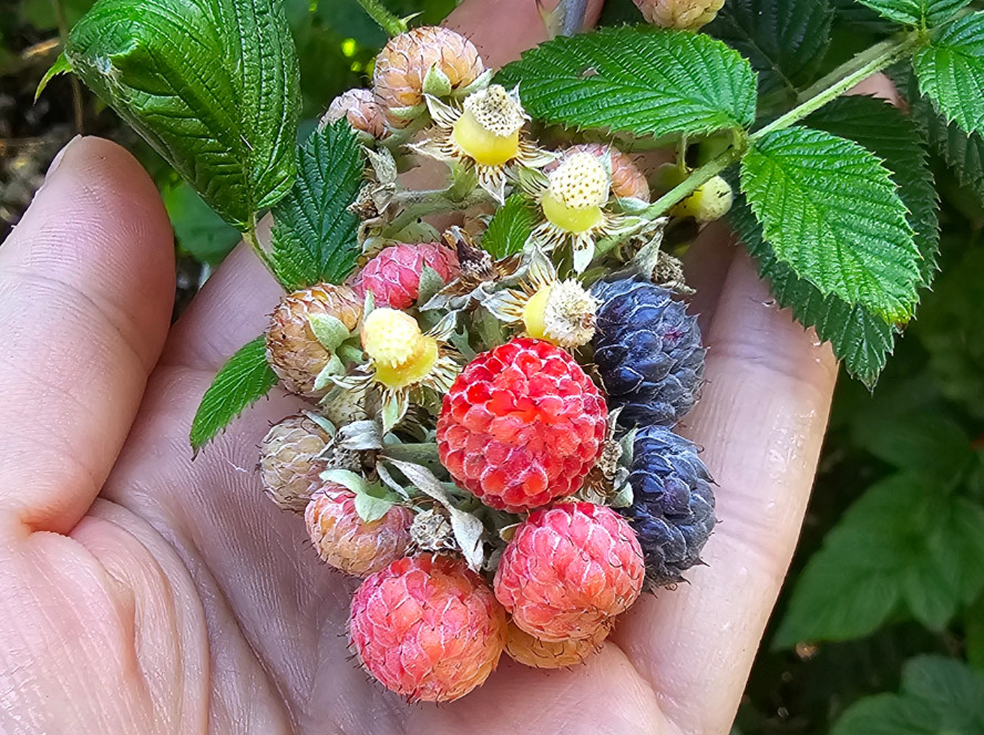 Live Raspberry Mysore Plant, 5–10″ Tall, Ships No Pot, Edible Berry Plant