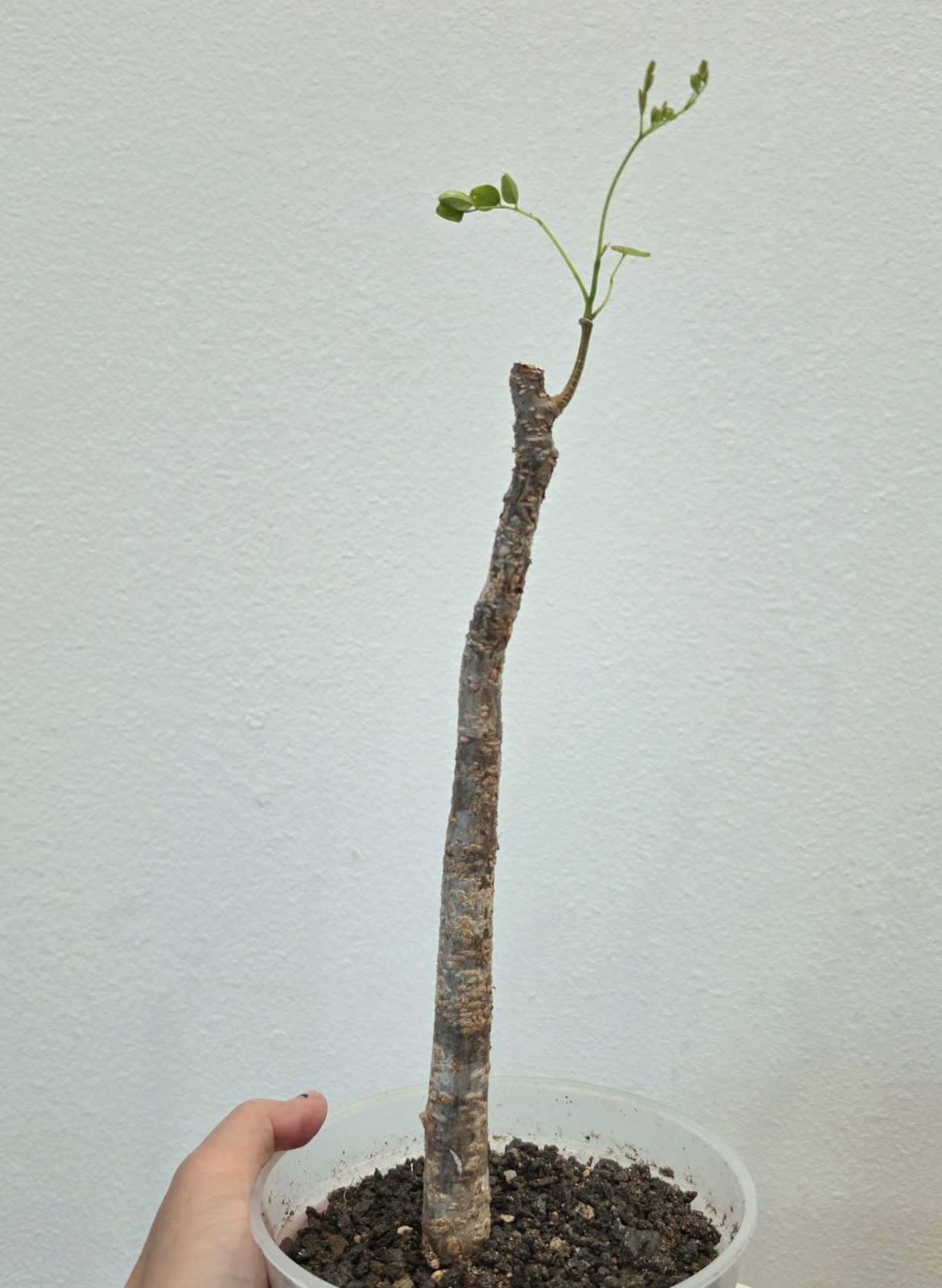 AMAZINGLY RARE! Delonix Pumila A – Succulent (not Boswellia Pachypodium Cactus)