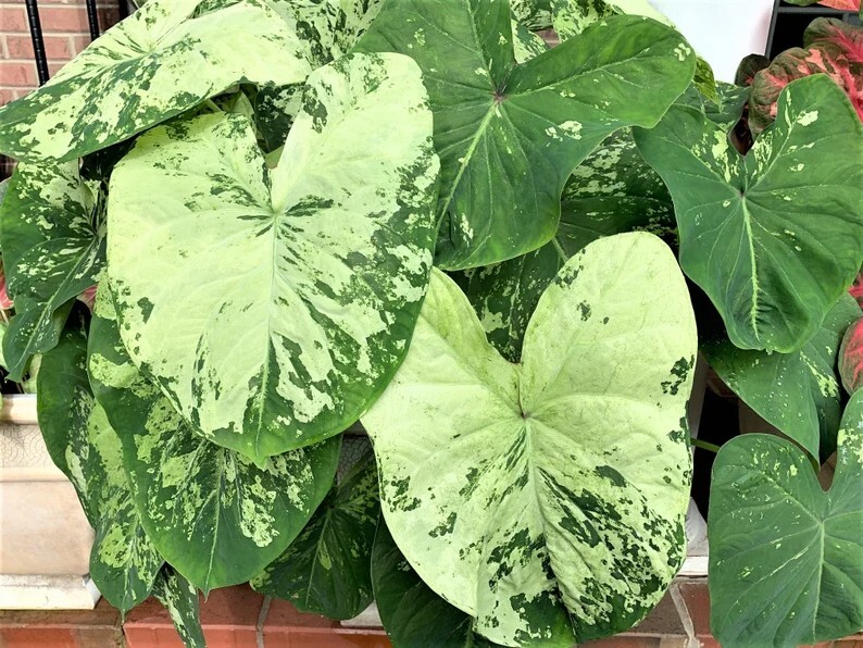 Caladium ‘Frog in a Blender’ Size #2 (2 bulbs)