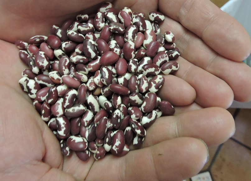 Anasazi Bean Seeds (30) / POLE BEAN / HEIRLOOM / FLORIDA / EASY