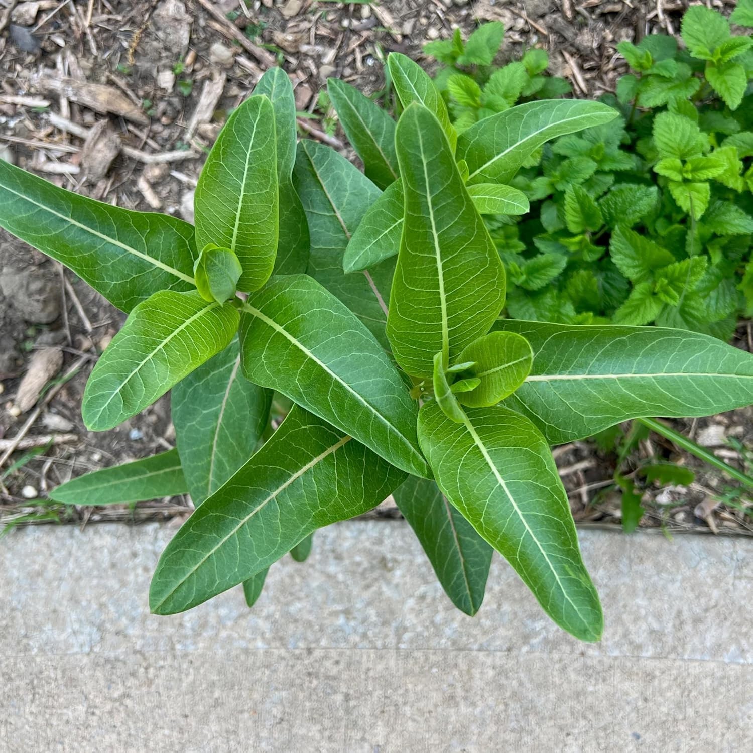 Seed Needs MEGA Milkweed Seed Packet Collection – 5 Individual Varieties
