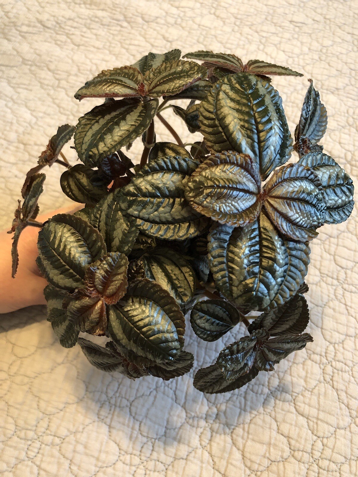 Pilea Spruceana Norfolk Terrarium Plant Cutting Plantlet Vivarium Dart Frog
