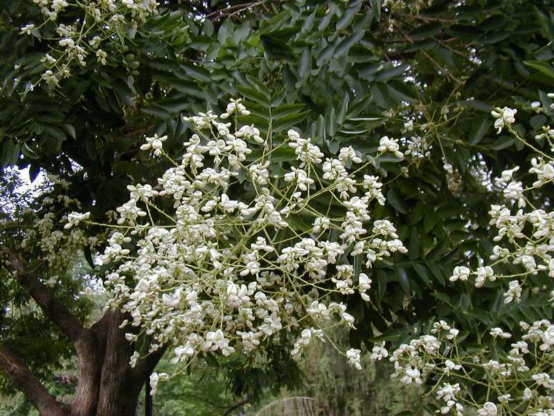 Japanese Pagoda, Sophora japonica, Tree Seeds