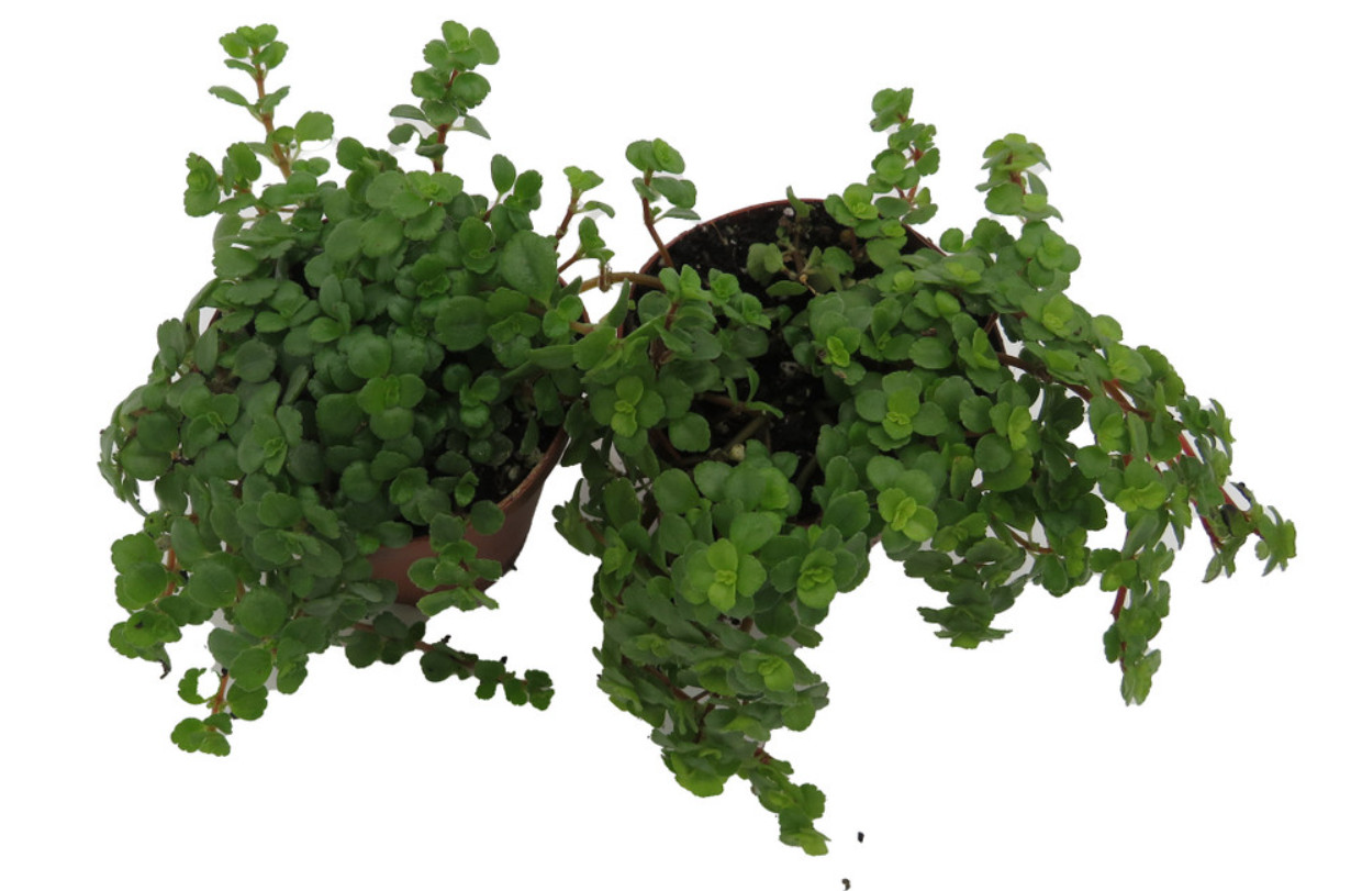 Live Baby Tears Green Leaf Plants – Pilea depressa – 2 Live Plants – 2″ Pots