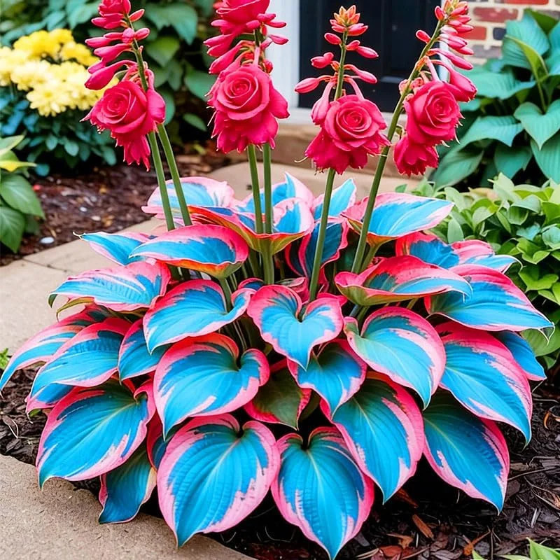 220+ Mixed Hosta Seeds for Planting – Perennial Garden Decoration Low Maintenanc