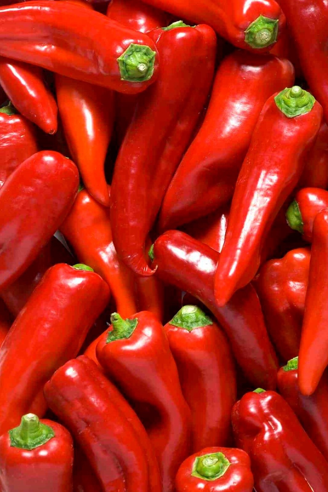 Hungarian Paprika Pepper Seeds 10+ FREE SHIPPING!
