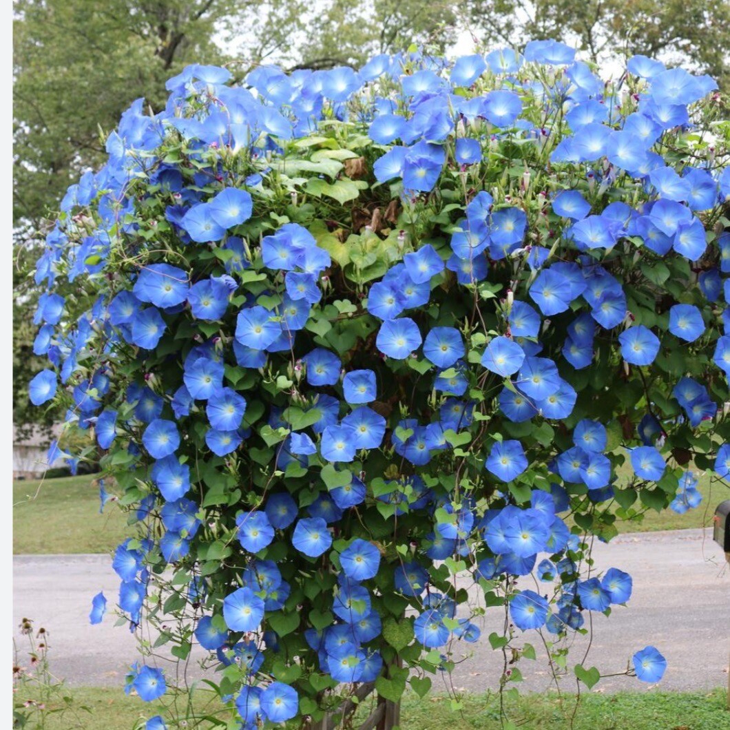 MORNING GLORY CLARK’S HEAVENLY BLUE. 30+ flower Seeds. Non-GMO~Heirloom~Usa.