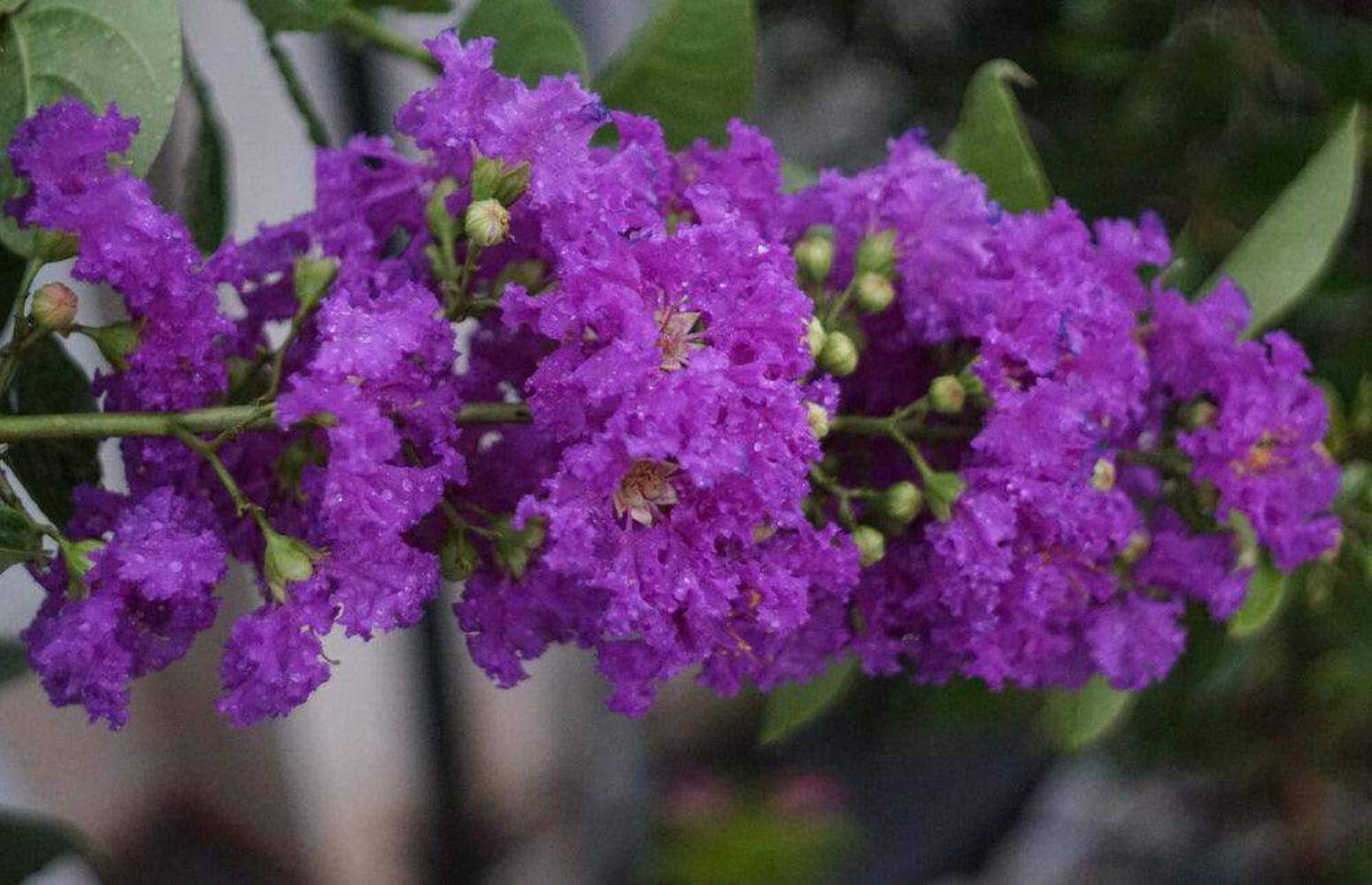 Velmas Royal Delight Crape Myrtle: Extremely Dark Purple Flowers Adorn this Uniq