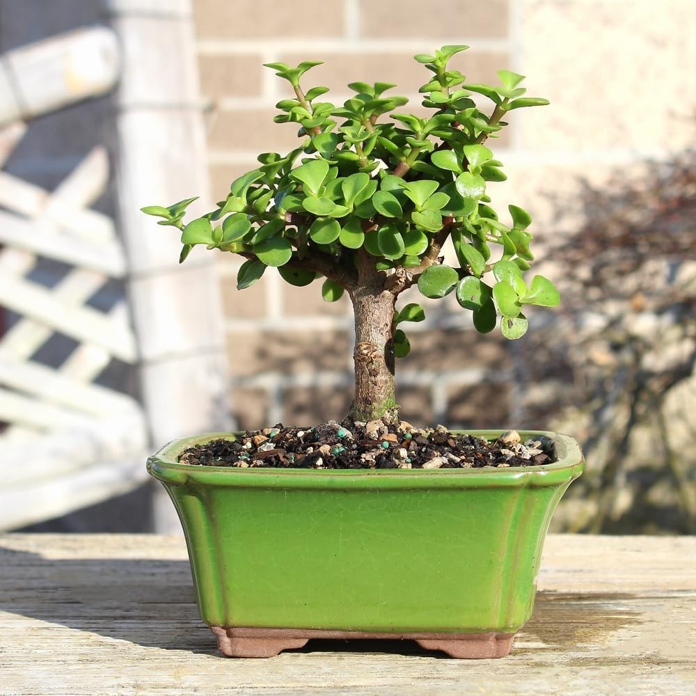 Live Dwarf Jade Bonsai Tree in a Ceramic Bonsai Pot, Indoor Succulent Housepl…