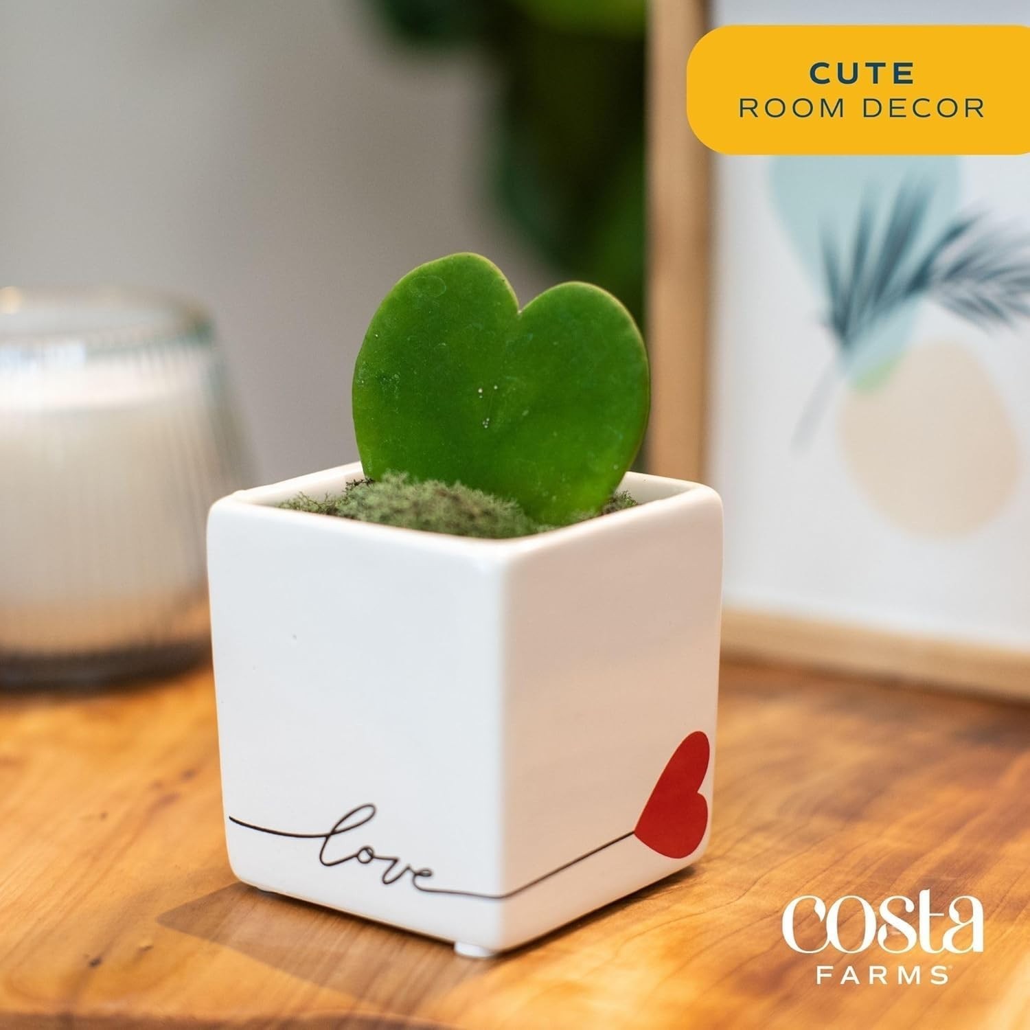 Low-Maintenance Indoor Hoya Succulent*`//^^–~*-