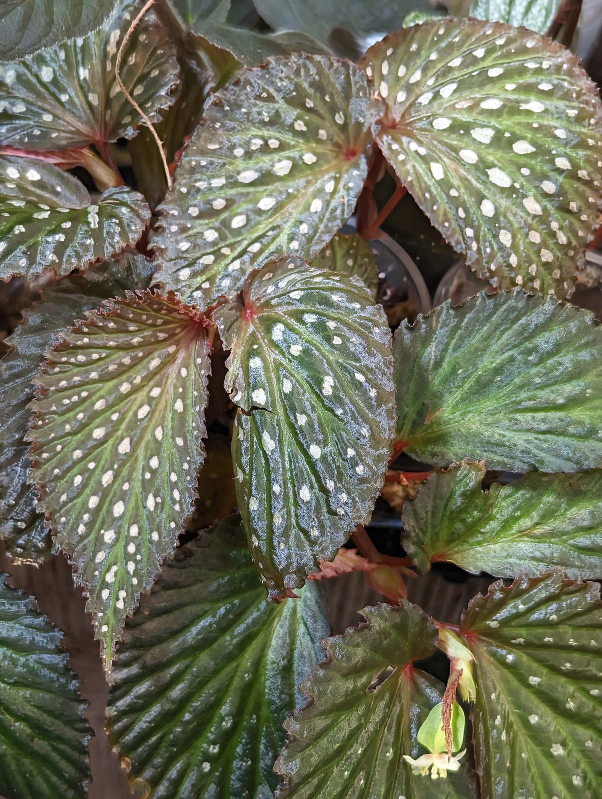 Begonia SSF1 [cutting]