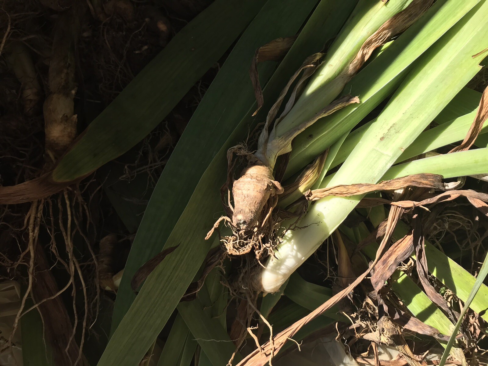 Irises , Iris bulbs with shoots, One Full Medium USPS Flat Rate Box