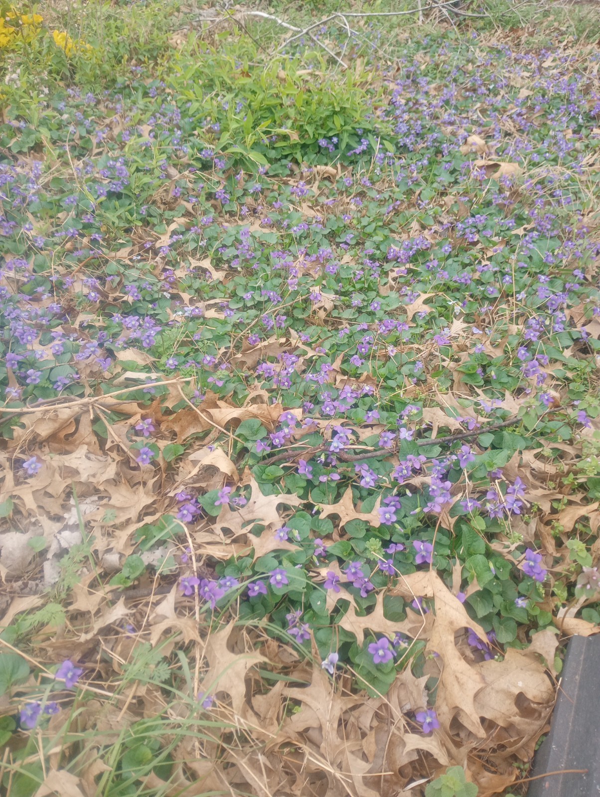 (12) Twelve – Wild Violet Flower Plant Purple Viola, Bareroot Rhizomes Bulbs