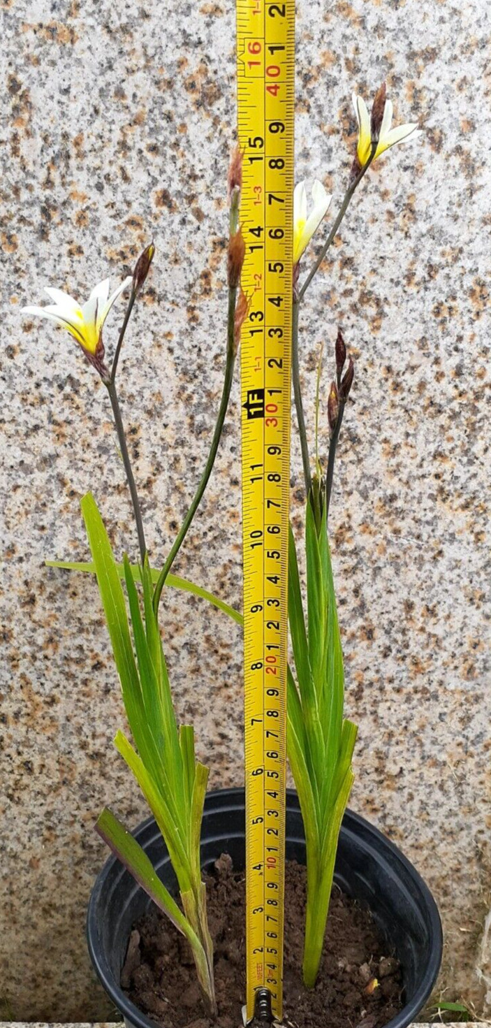 3 Sparaxis Grandiflora white yellow Harlequin bulb during summer plant