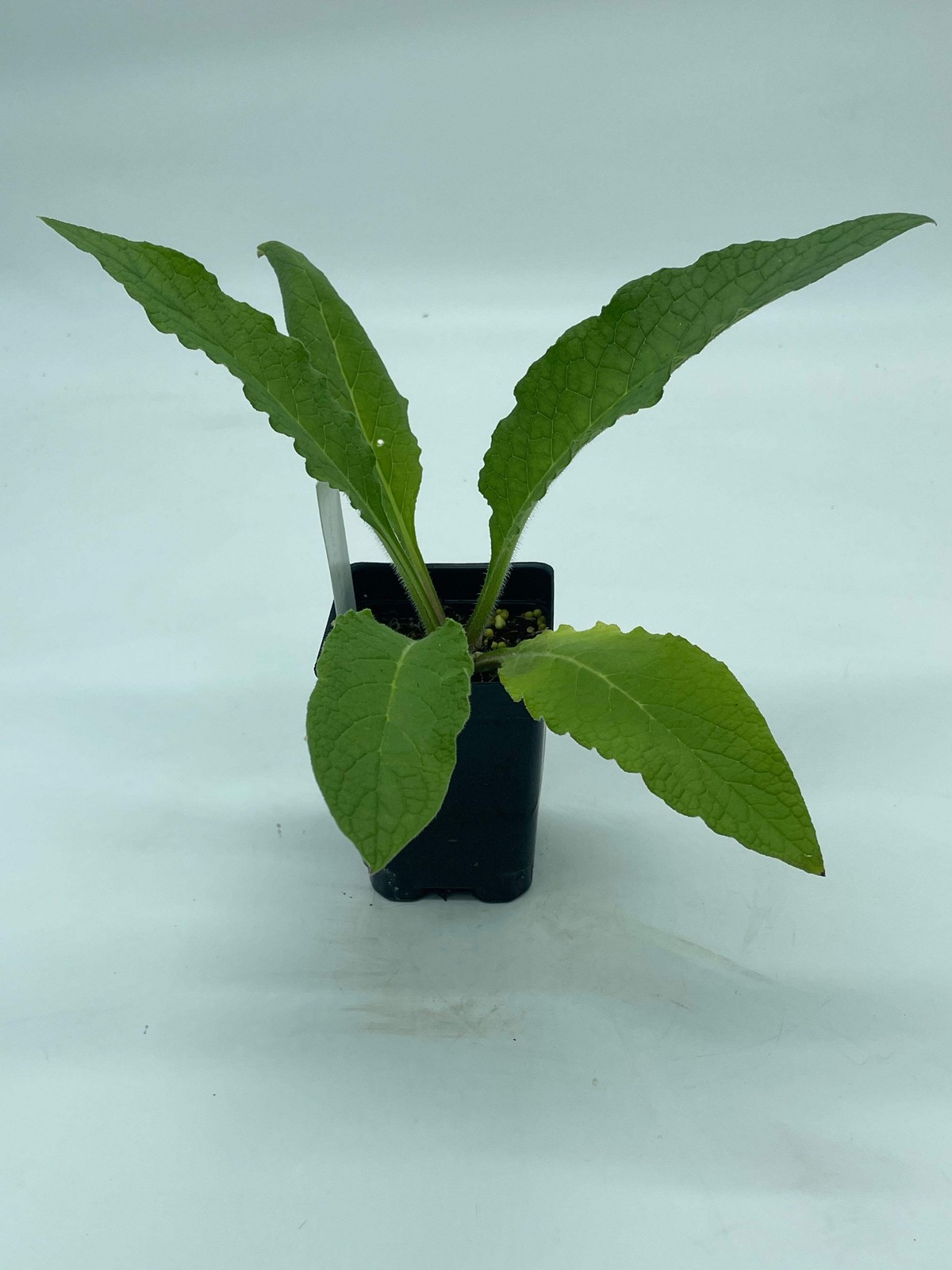 Comfrey Starter Plant Symphytum Officinale Great Pollinator Plant!