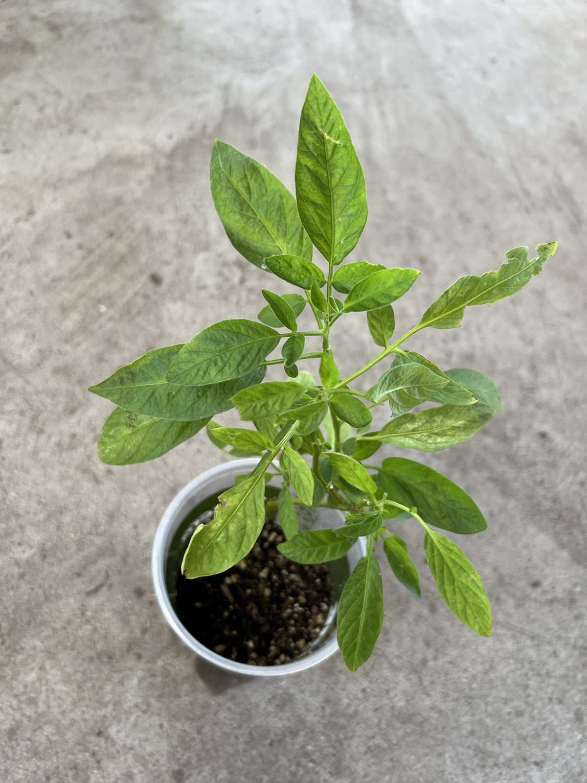 1 Pepino Melon Plant Cutting 10” Golden Sweet Ginseng Fruit Plant