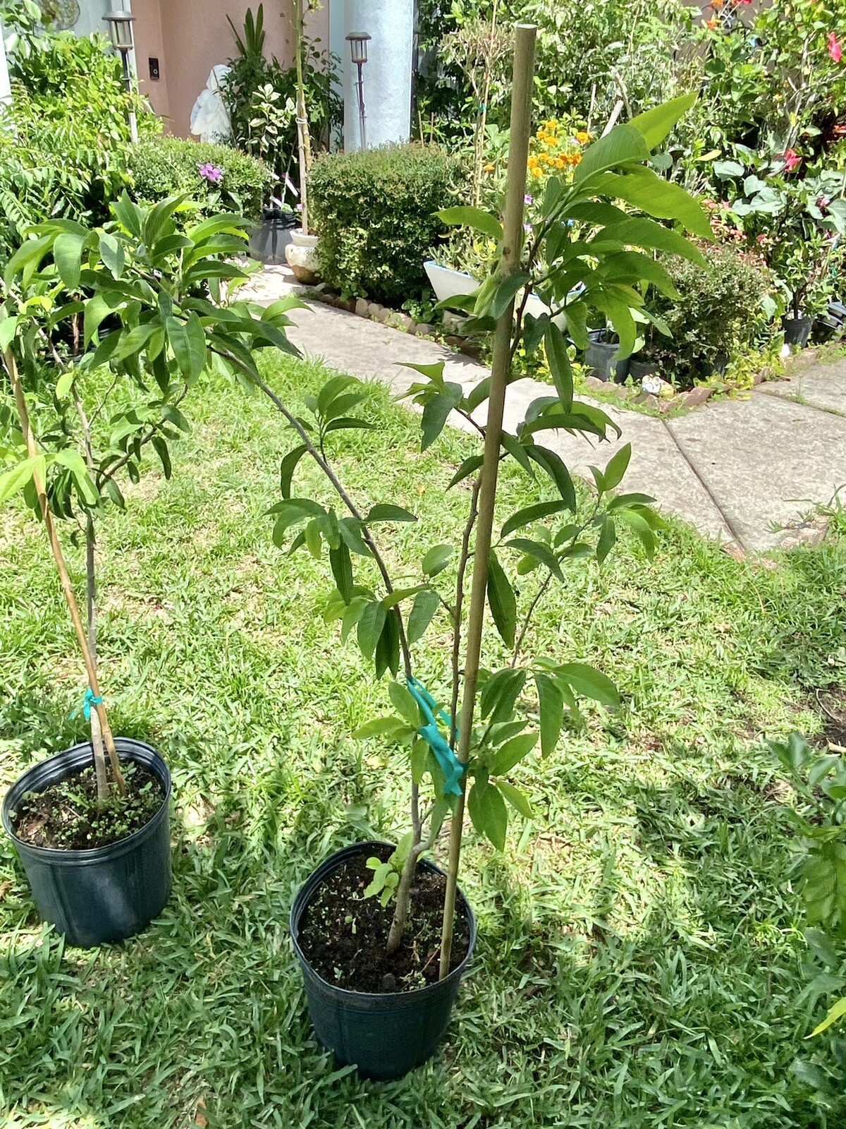 Sugar Apple/ Custard Apple tree 3ft to 4ft trees. nice and healthy.