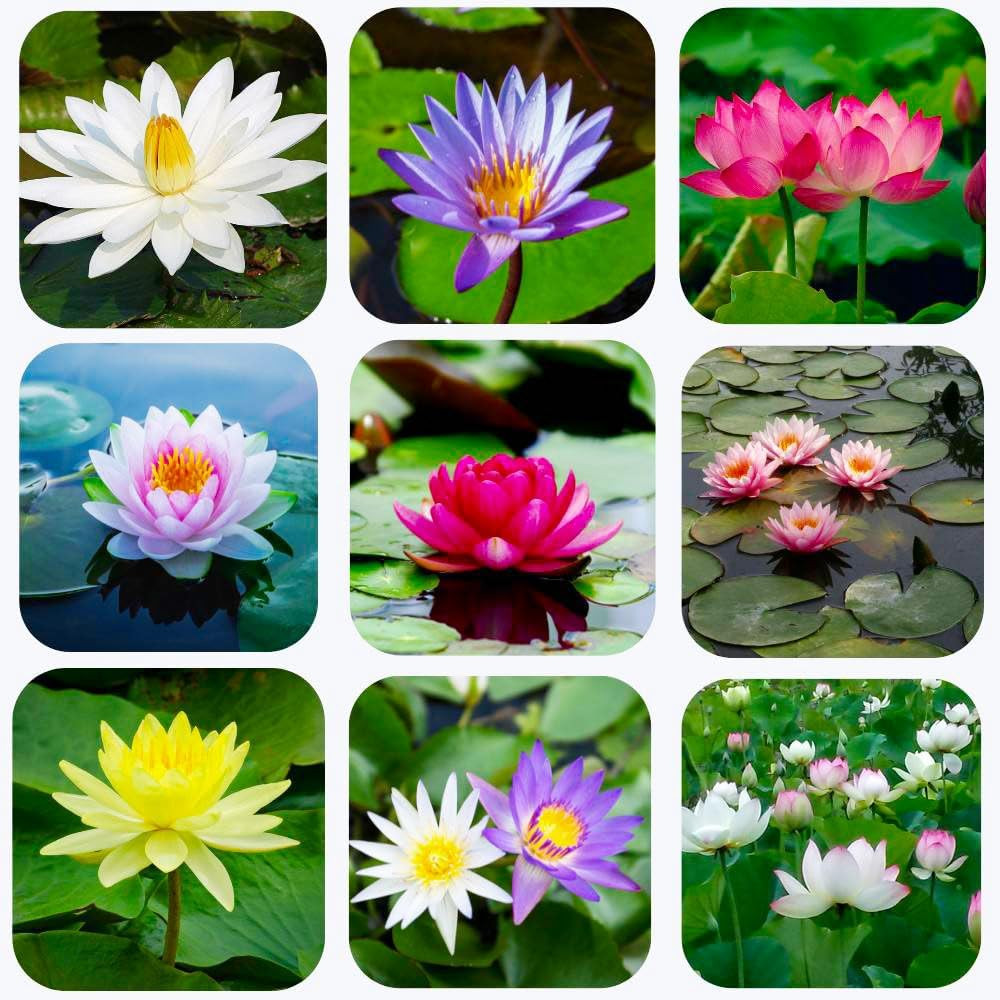 20 Lotus Seeds for Planting in Water – Precut Mixed Color Lotus Flower Seeds – W
