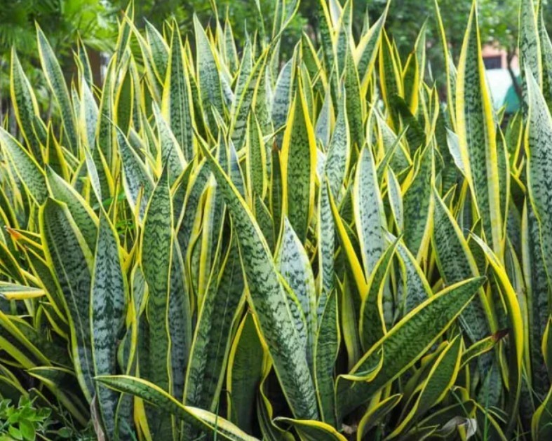 Houseplant Evergreen Generic Laurentii Snake Plant in 4″Pot Set of 3 Live Plants