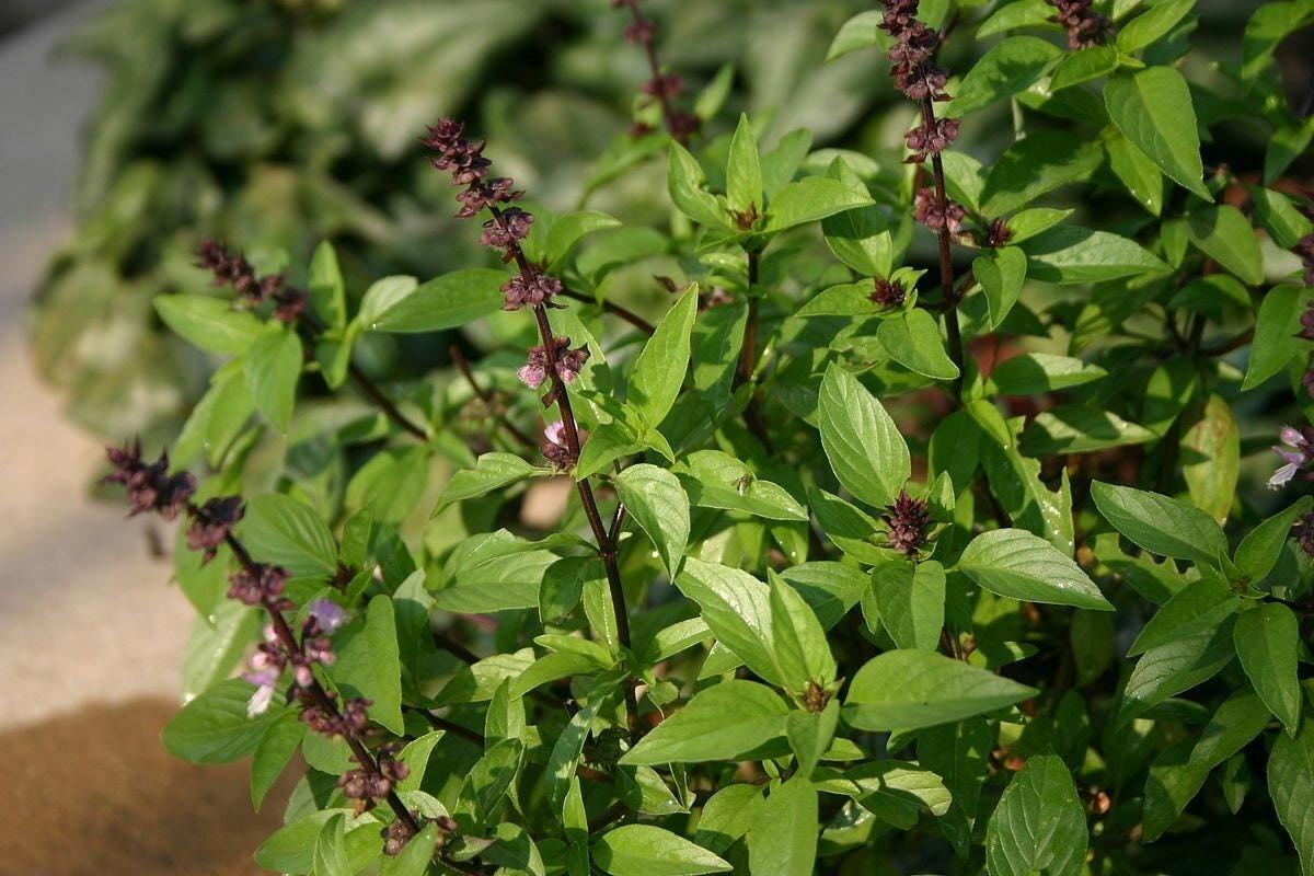 Thai Basil Seeds Non-GMO Herb, Ocimum Basilicum Seeds, Tracked Shipping