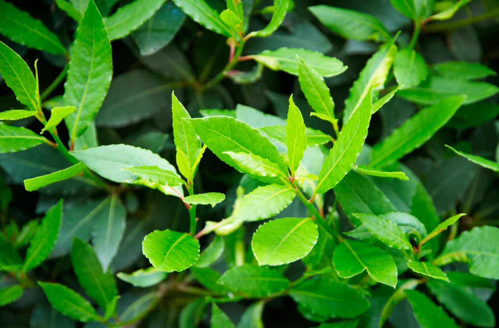Live Bay Tree