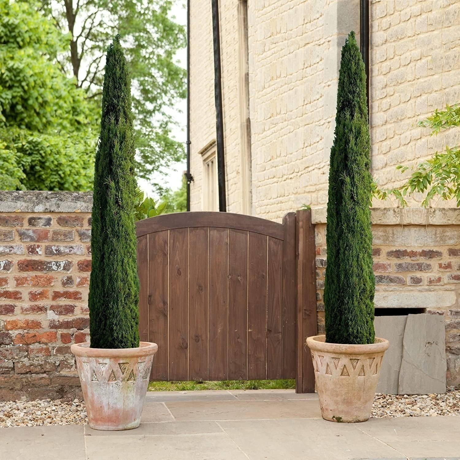 Italian Cypress | 2 Inch | Cupressus sempervirens | Low Maintenance | Hardy