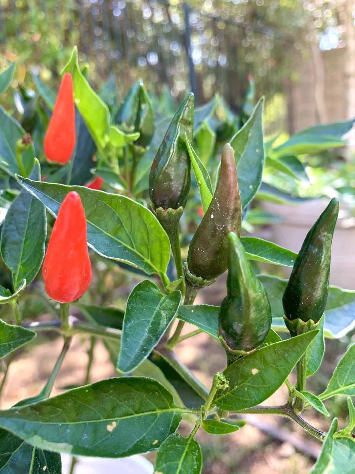 Thai Hot Red pepper – 50 seeds 2023 – USA