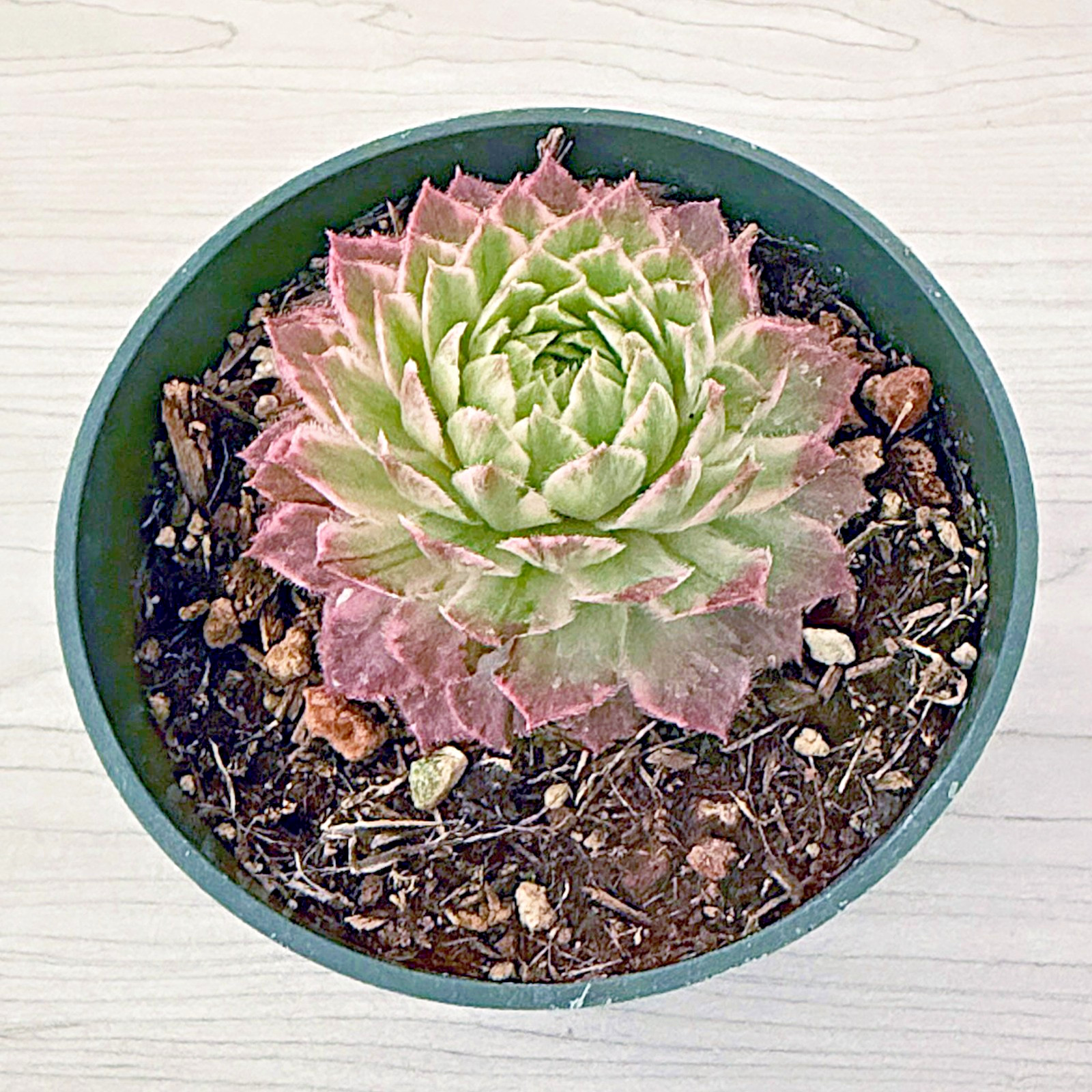 Succulent Pot Plant – Sempervivum : Lotus Blossom – In 4″ Pot