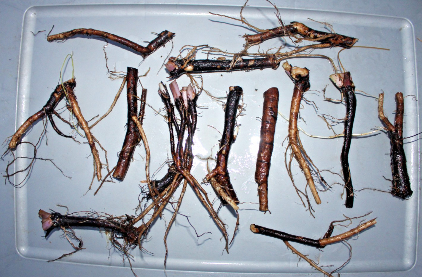 18 Pieces Live Russian Organic Comfrey Roots for Planting New Plants