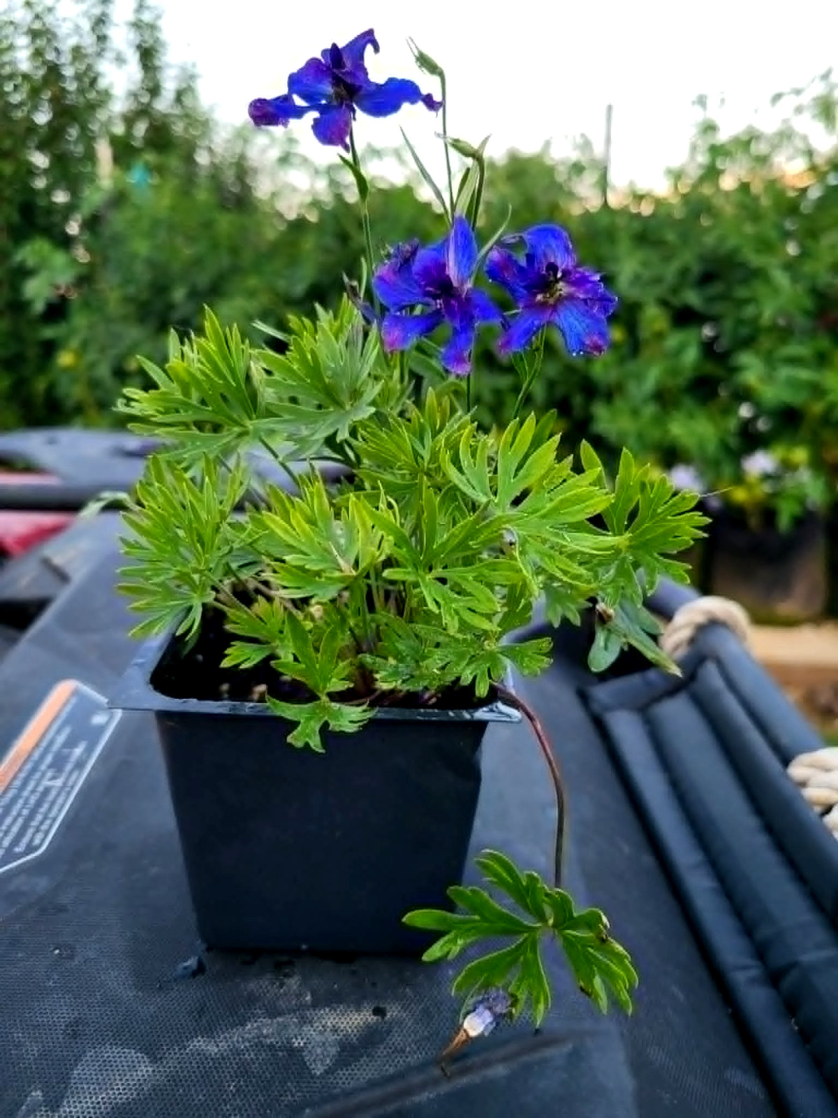 Blue Delphinium Grandiflorum “Blue Pygmy”, Live Plant 3 1/2 in Pot.